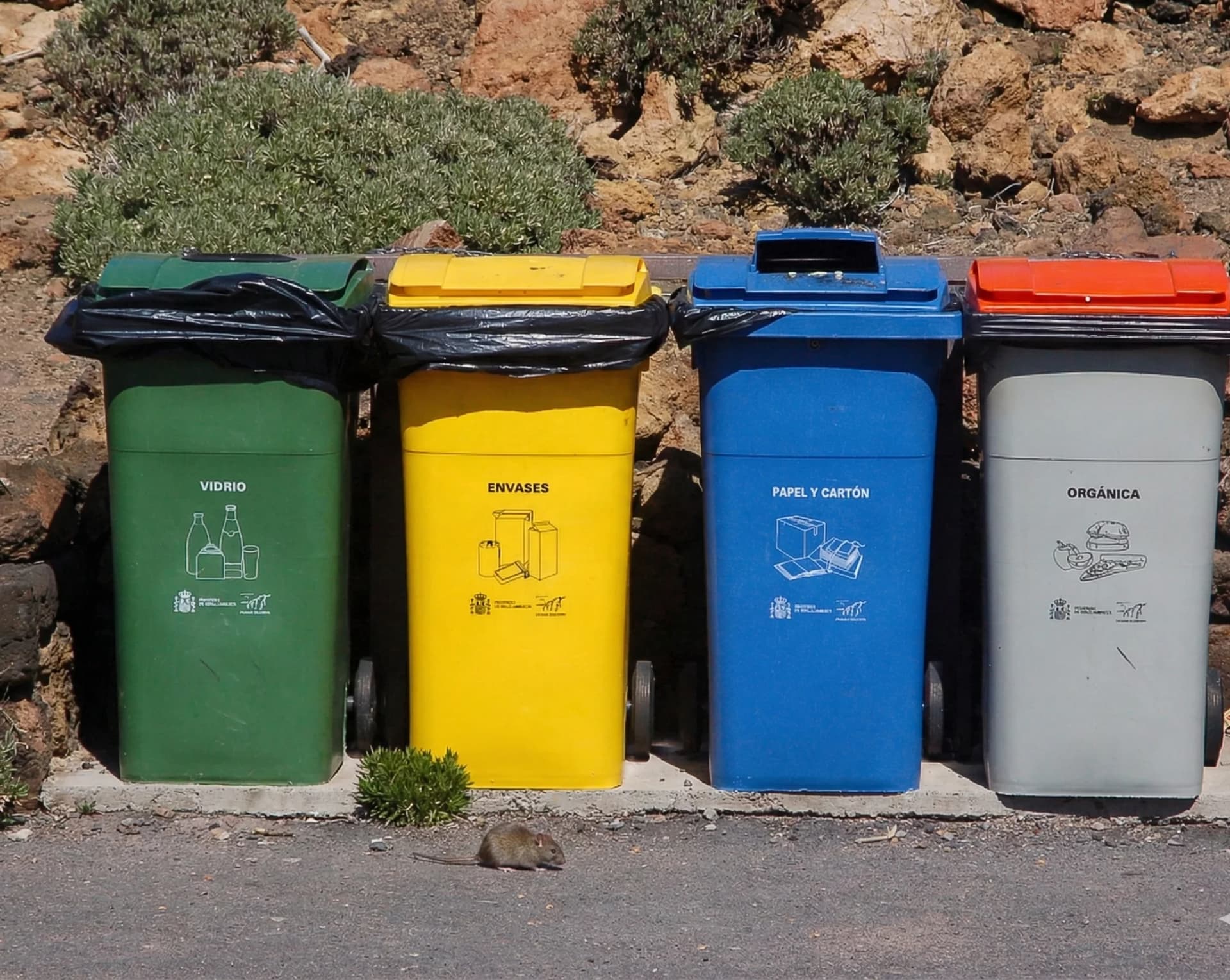 Problema de plagas urbanas